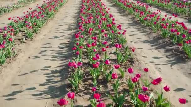 Довгі Ряди Рожевих Тюльпанів Тіней Вузьких Проходах Фермерському Полі Красиві — стокове відео