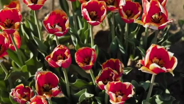 Цветные Тюльпаны Пышными Зелеными Листьями Растут Весеннем Саду Солнечный День — стоковое видео