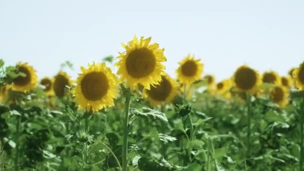 Beautiful Colorful Sunflowers Grow Sun Green Field — Stock Video