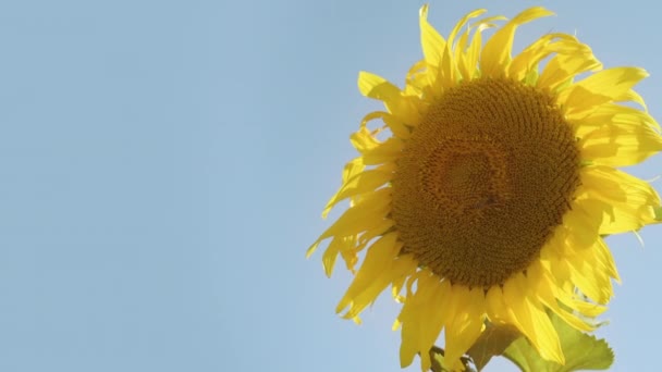 黄色的向日葵在蓝天的阳光下 — 图库视频影像