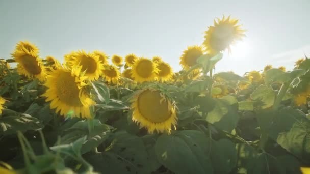 Πολλά Κίτρινα Ηλιοτρόπια Στον Καλοκαιρινό Ήλιο — Αρχείο Βίντεο