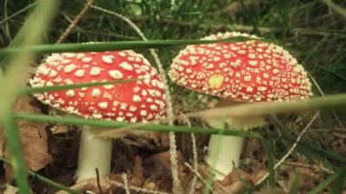  Zehirli Amanita Muscaria ormanın çimlerinde yetişir.
