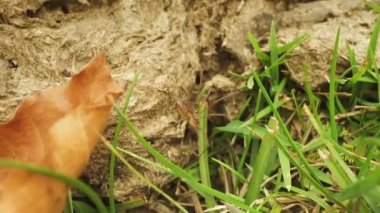 Örümcek yeşil çimenlerin arasındaki kakanın üzerinde dinleniyor.