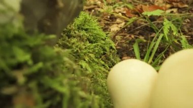 Beyaz renkli mantar Lycoperdon piriforması İtalya 'daki Asago ormanında yetişir.