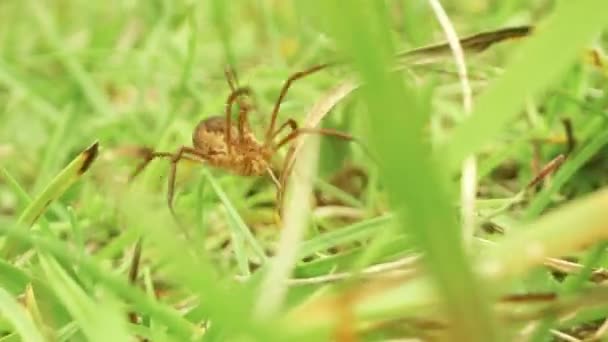 Spinnenjagd Auf Dem Land Hohen Grünen Gras — Stockvideo