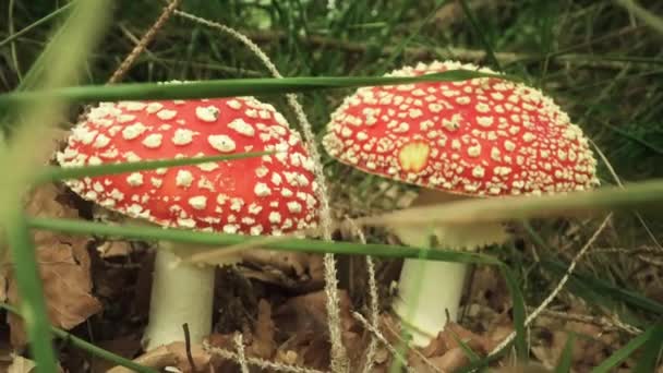 Amanita Muscaria Toxique Poussent Dans Herbe Forêt — Video
