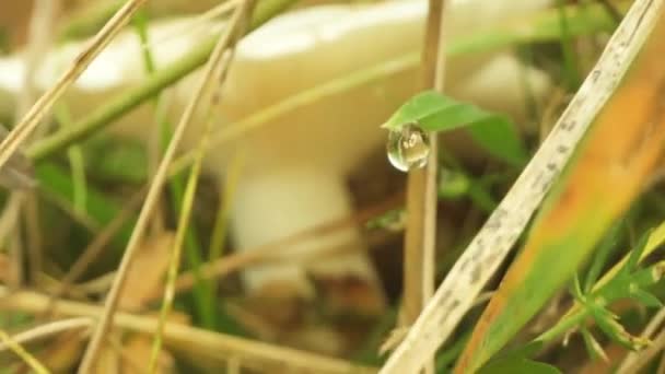 Mücevherli Amanita Mantarı Bir Damla Suyla Çimenlerde Yetişir — Stok video
