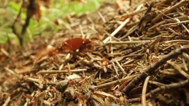 Black Ants Run Anthill Made Small Tree Branches — Stock Video
