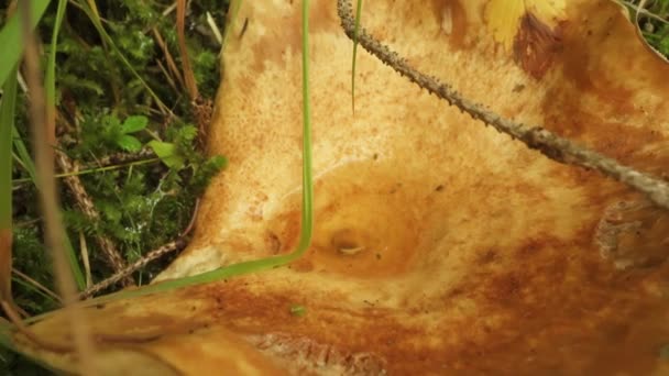Blutwurst Pilz Hut Mit Wasser Inneren — Stockvideo