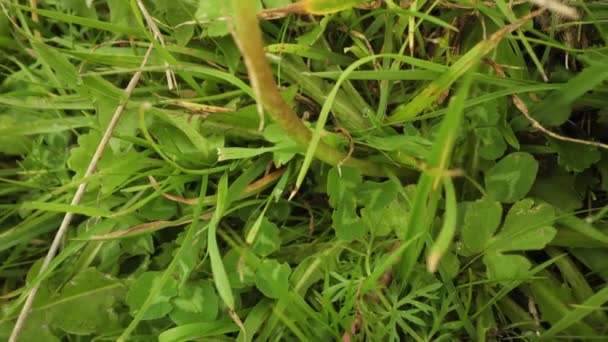 塔拉克索姆植物开在地上 绿草丛生 — 图库视频影像