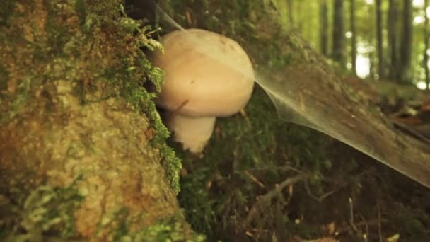 Cogumelo Champignon Branco Cresce Sob Árvore Perto Teia Aranha — Vídeo de Stock
