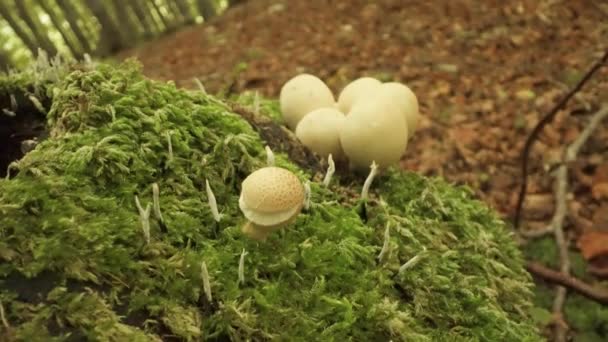 Ormandaki Ağaç Gövdesinde Mantar Grifos Frondozu Yetişiyor — Stok video