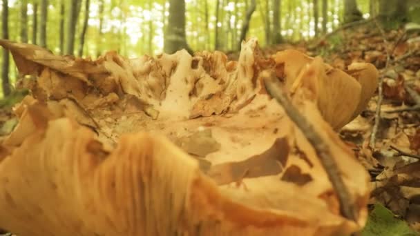 Fungo Nasconde Tra Foglie Autunnali Nella Foresta Italiana — Video Stock