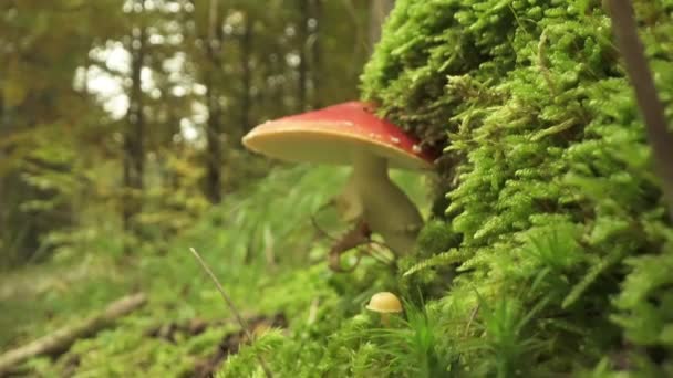 Giftige Rode Paddenstoel Amanita Muscaria Groeit Tussen Groene Bosplanten — Stockvideo