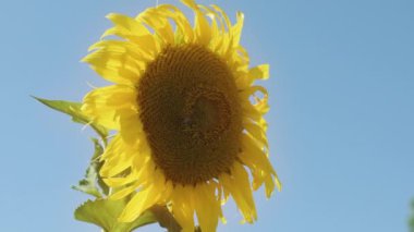 Mavi gökyüzünde parlayan güzel ayçiçeği bitkisi