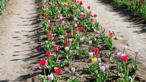 Schöne Tulpen Schwanken Sonnigen Tagen Reihen Bodennähe Wind Frische Bunte — Stockvideo