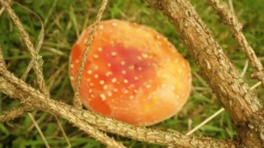 Zehirli mantar Amanita muscaria ormandaki ağaç dalları arasında ortaya çıkar.