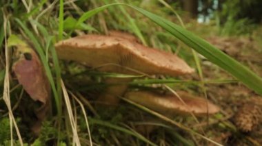  Trentino 'dan yenilmez Tricholoma aşısı mantarı