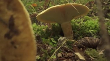  Safran süt kapağı orman bitkilerinin arasında yetişir.