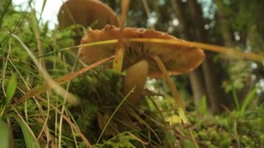  İtalya 'daki Alpler' den yenilmez Tricholoma aşısı mantarı.