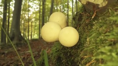  Yenebilir mantar Lycoperdon piriforması ağaç gövdesinde yeşil çimlerle yetişir.