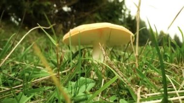  Zehirli mantar Amanita muscaria yeşil çimlerin arasında yetişir.