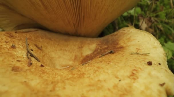 Twee Eetbare Melkpaddenstoelen Groeien Elkaar — Stockvideo