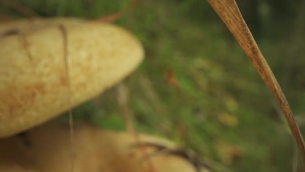 Araignée Dans Les Bois Entre Deux Champignons — Video