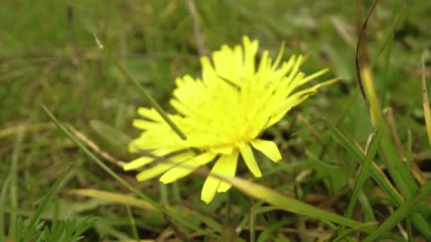 黄玉兰花生长在绿草中 — 图库视频影像
