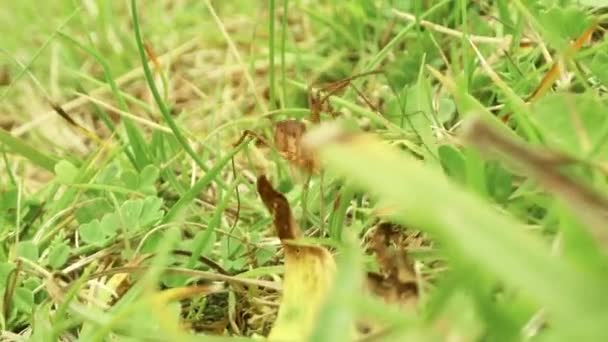 Phalangium Opilio Spider Camina Rápido Hierba Verde — Vídeo de stock
