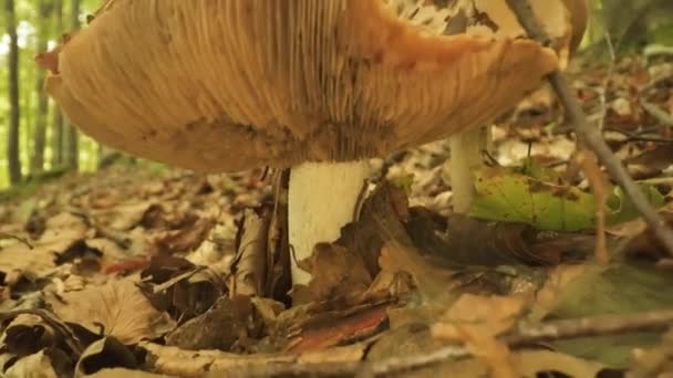 Pilz Wächst Wald Zwischen Den Herbstblättern — Stockvideo