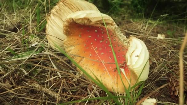 Cogumelo Venenoso Quebrado Chão Floresta — Vídeo de Stock