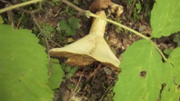 Törött Dogwood Gomba Földön Erdőben Zöld Növények Között — Stock videók