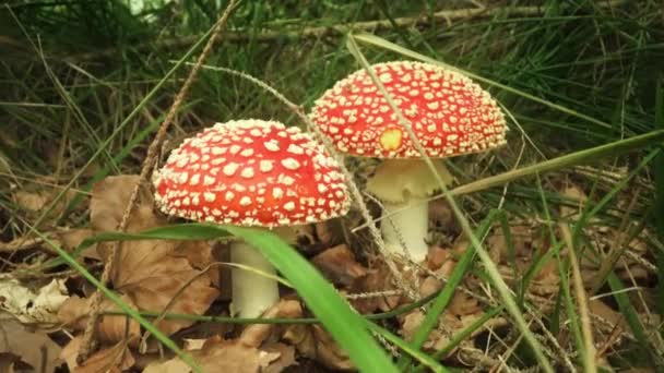 Belos Cogumelos Cor Vermelha Mas Perigoso Venenoso — Vídeo de Stock