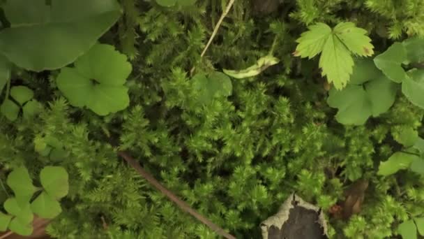 Zehirli Kırmızı Mantar Ormandaki Yeşil Çimlerin Arasında Malefic Ovolo Yetişir — Stok video
