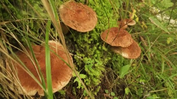 Mushrooms Commonly Known Russet Scaly Tricholoma Scaly Knight Fuzztop Grow — Stock Video