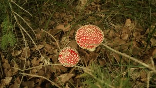 森林土壤中长有白点的两个红色蘑菇的俯瞰图 — 图库视频影像