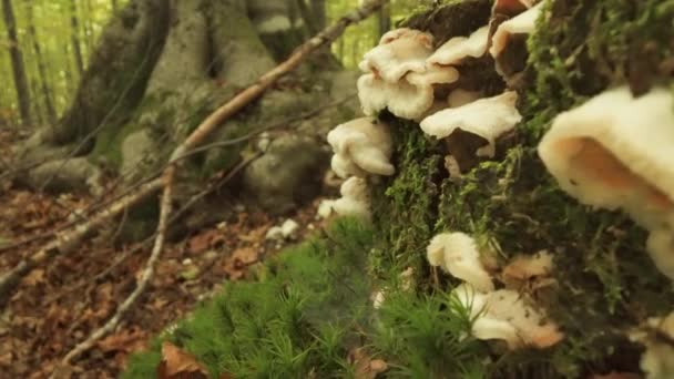 Hen Woods Hongo Maitake Crece Pared Árbol Con Hebreo Verde — Vídeo de stock