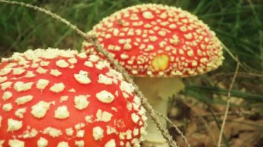 Beyaz noktalı kırmızı zehirli mantar iğnesi.