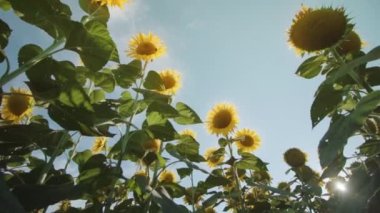 Ayçiçeği çiçekleri güneş ışınlarının altında çiçek açar.