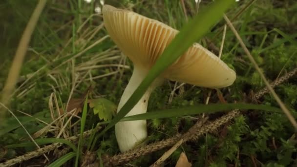 Φαγώσιμη Gemmed Μανιτάρι Amanita Μεγαλώνει Στο Δάσος — Αρχείο Βίντεο