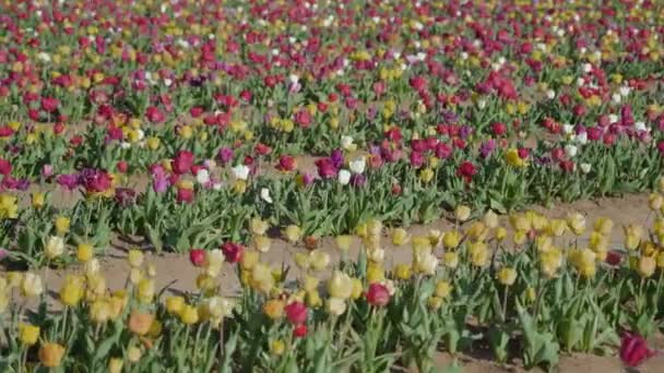 多彩的郁金香在春天开花于乡村种植园 艳丽的季节花朵成排地生长 在大风中摇摇晃晃 — 图库视频影像