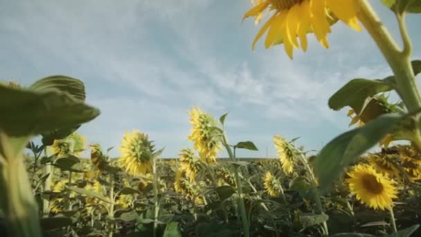 Las Plantas Girasol Crecen Sol Campo Cultivado — Vídeos de Stock