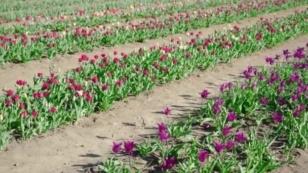 春日阳光明媚的日子里 紫罗兰和紫色郁金香在地面的过道上排成长长的一排 无边无际的田野上盛开着鲜花 — 图库视频影像