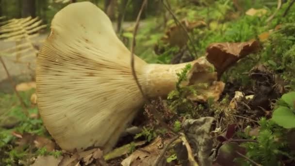 Essbare Safran Milchkappen Pilze Wachsen Wald — Stockvideo