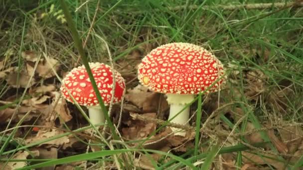 Twee Giftige Paddenstoelen Amanita Muscaria Groeien Tussen Bosgras — Stockvideo