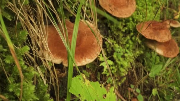 Inedible Mushroom Tricholoma Vaccinum Asiago Plateau — Stock Video