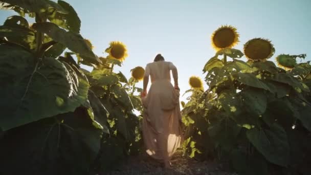 夏天的阳光下 女人在农田里的向日葵中散步 — 图库视频影像