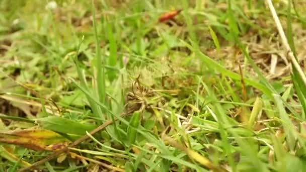 Piękny Pająk Chodzi Trawie — Wideo stockowe