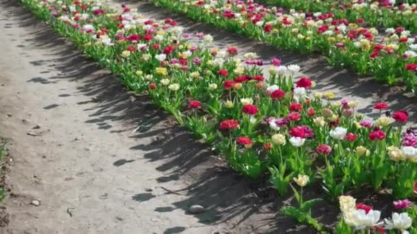 Linhas Flores Corredores Terra Plantação Rural Primavera Multi Coloridas Tulipas — Vídeo de Stock